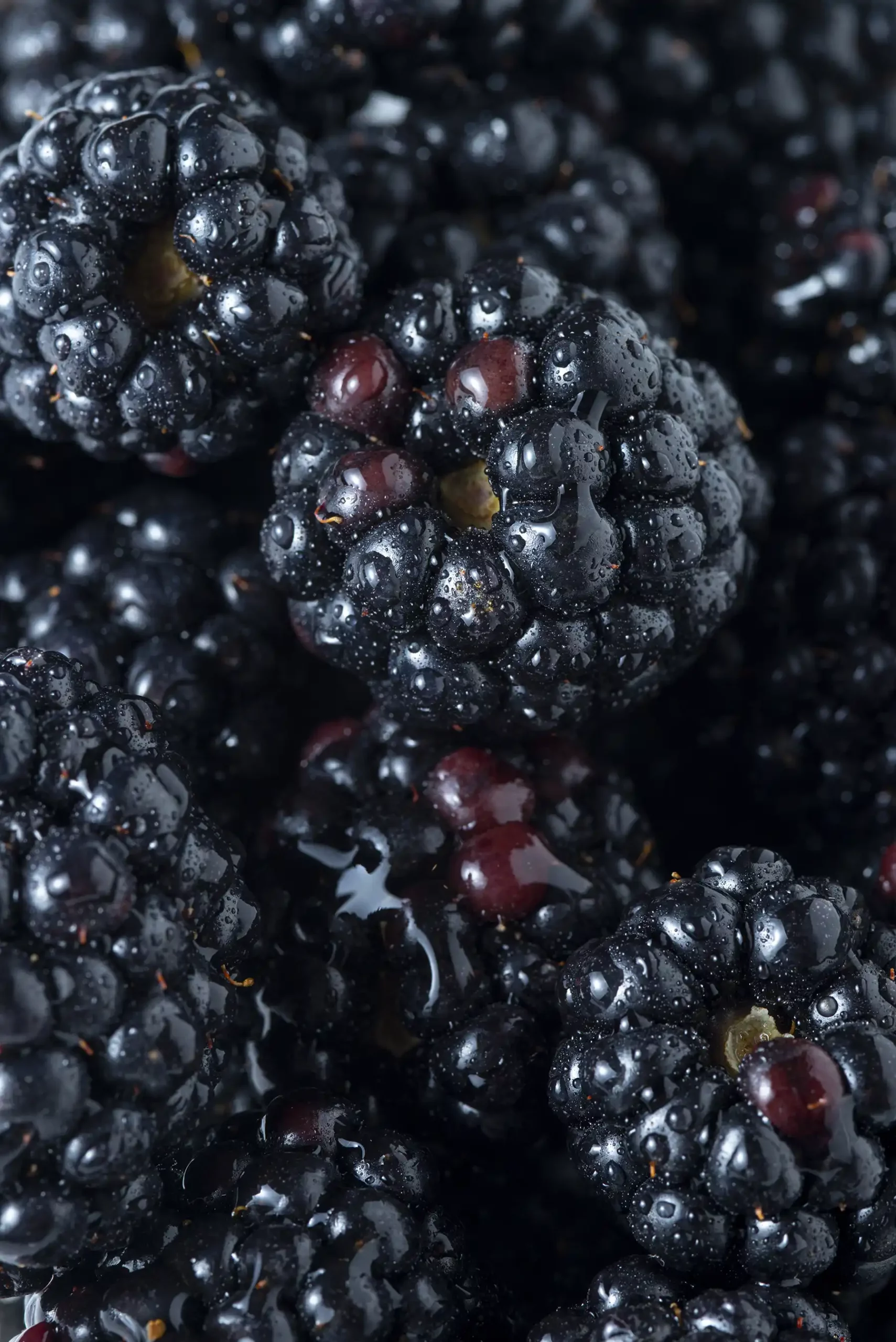 Fruits mûres sauvage pour confiture à langogne